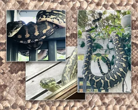 Embracing my Serpents in the Roof: A Journey from Fear to Admiration